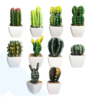 Matera Decorativa De Cactus