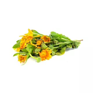 Calendula