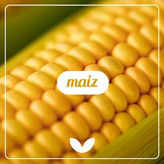 Propiedades del Maiz 