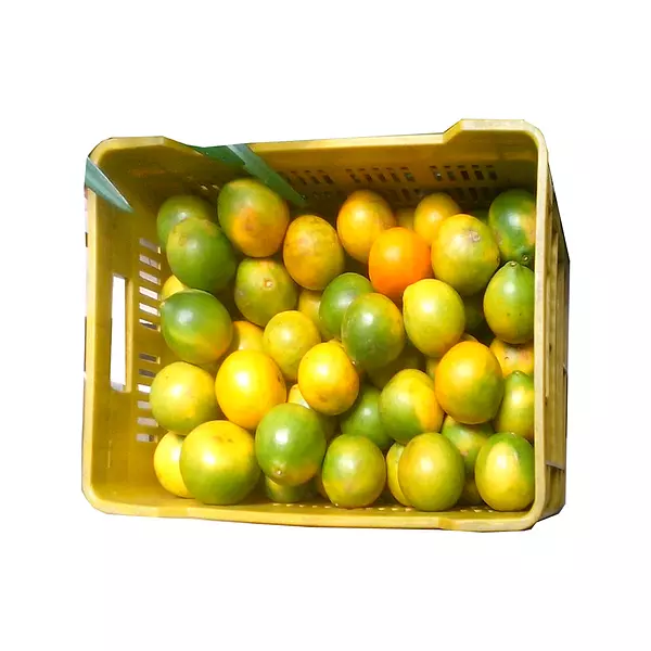 Naranja Valencia x Canastilla