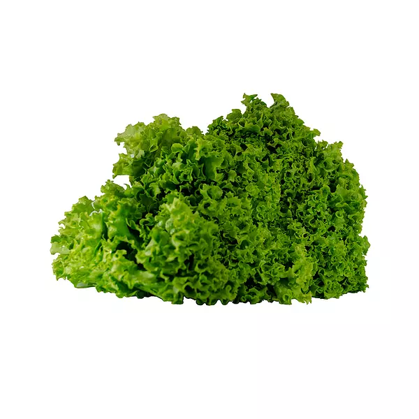 Lechuga Crespa Verde