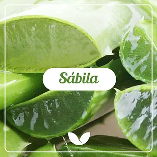No te puede faltar la sábila
