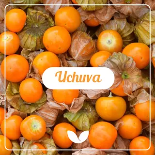 La uchuva, una fruta mágica