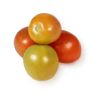 Tomate Chonto Grueso - M