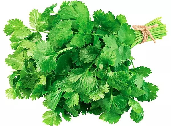 Cilantro - M