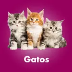 La Mejor Purina para Gatos a Domicilio en Villavicencio 